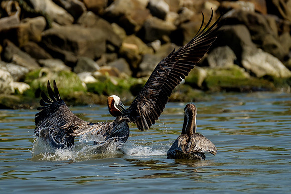 Brown Pelicans at Gaillard Island