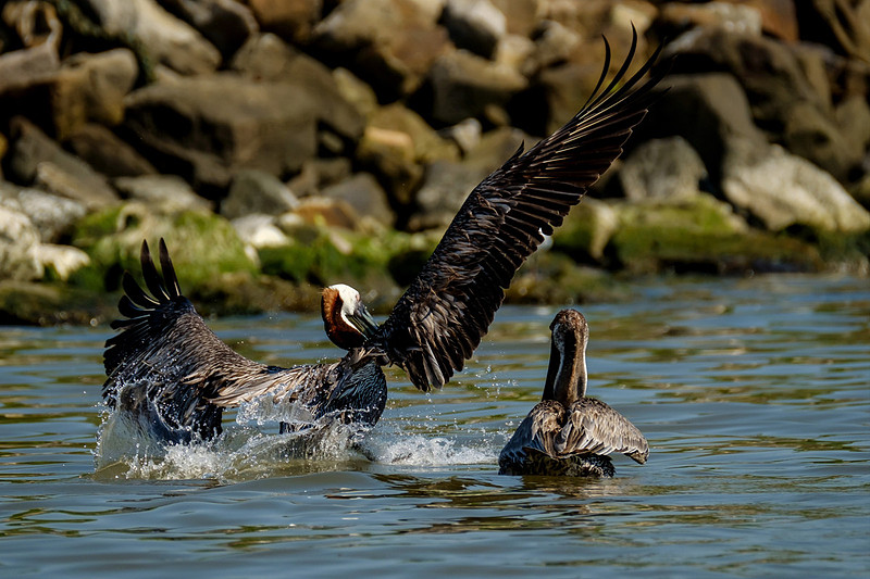 Brown Pelicans at Gaillard Island