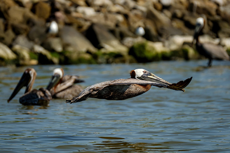 Brown Pelicans at Gaillard Island