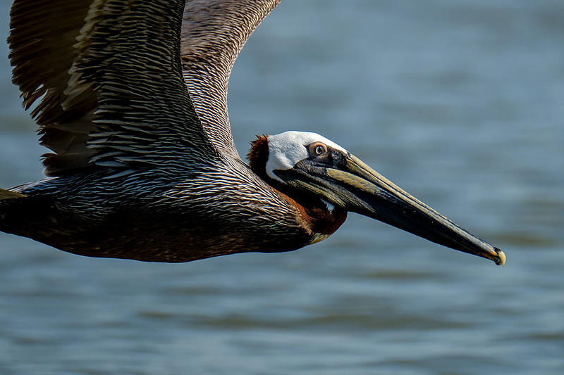 Brown Pelicans at Gaillard Island