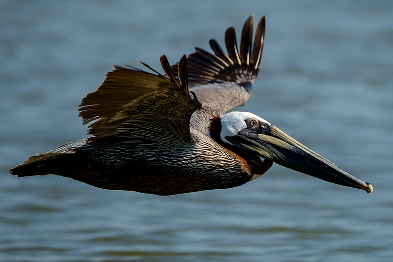 Brown Pelicans at Gaillard Island