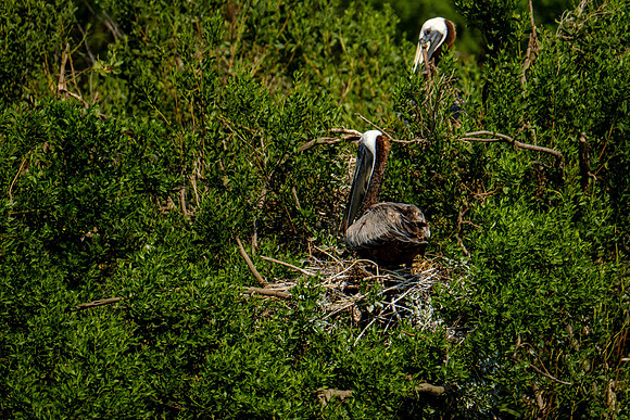 Gaillard Island Photography