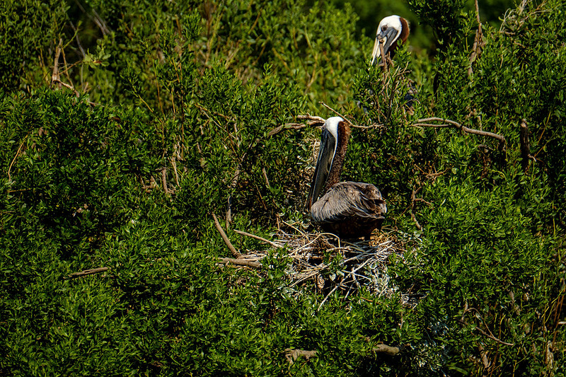 Gaillard Island Photography