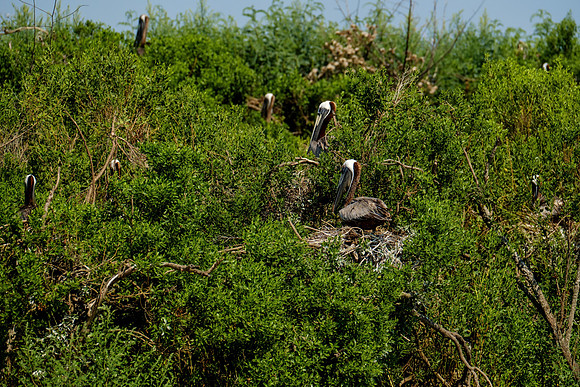 Brown Pelicans at Gaillard Island