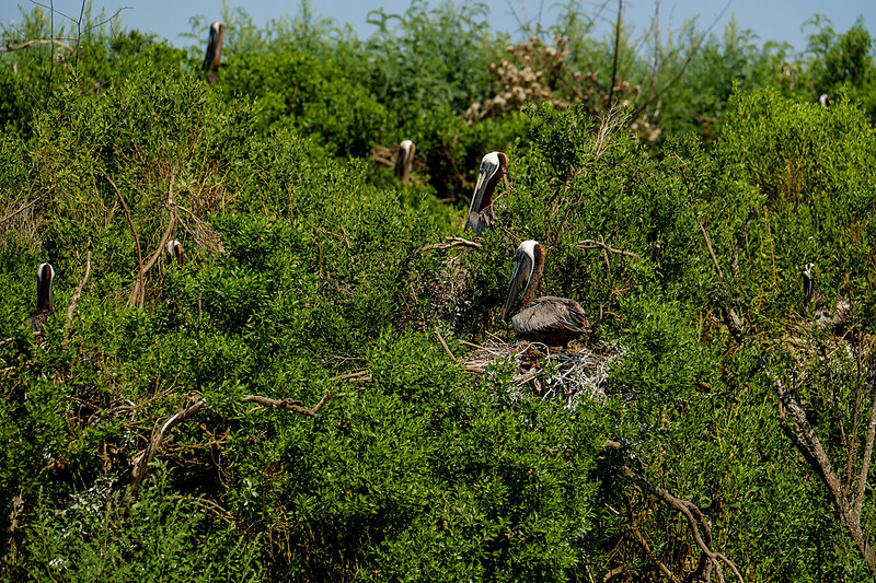 Brown Pelicans at Gaillard Island