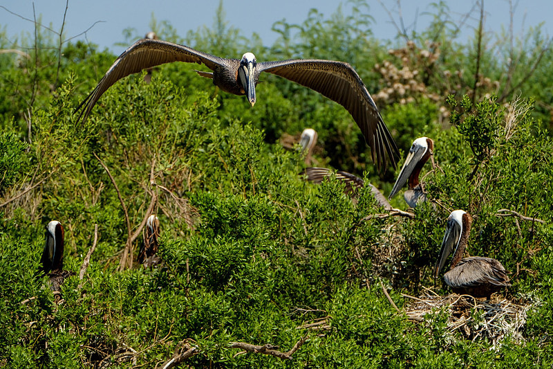 Brown Pelicans at Gaillard Island