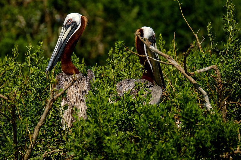 Brown Pelicans at Gaillard Island