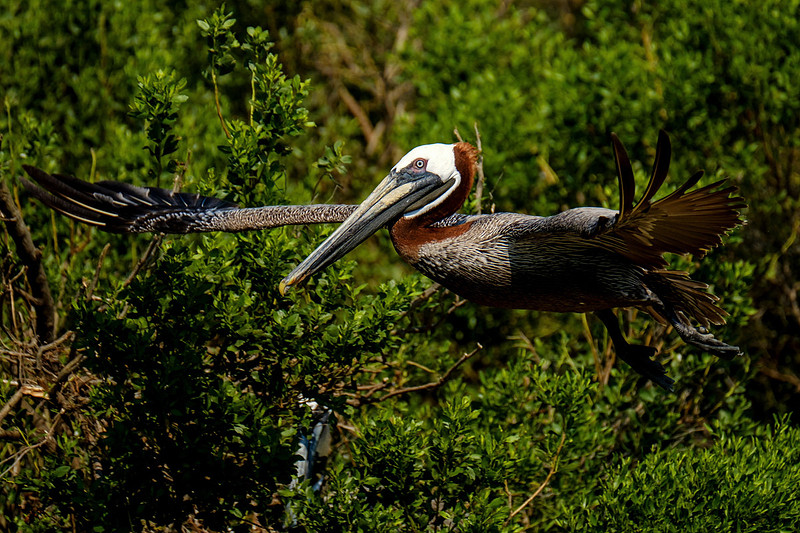 Wildife at Gaillard Island Mobile Alabama