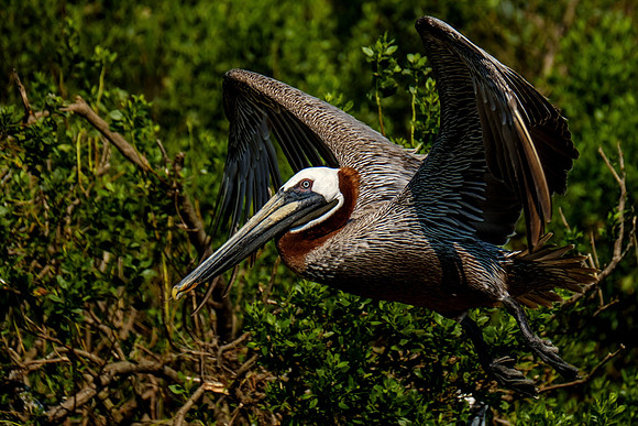 Brown Pelicans at Gaillard Island