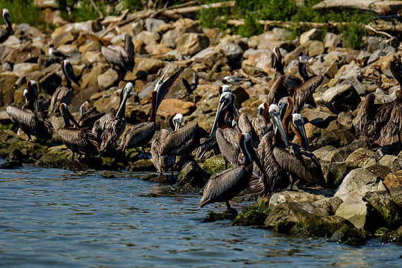 Brown Pelicans at Gaillard Island