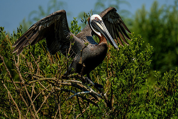 Brown Pelicans at Gaillard Island