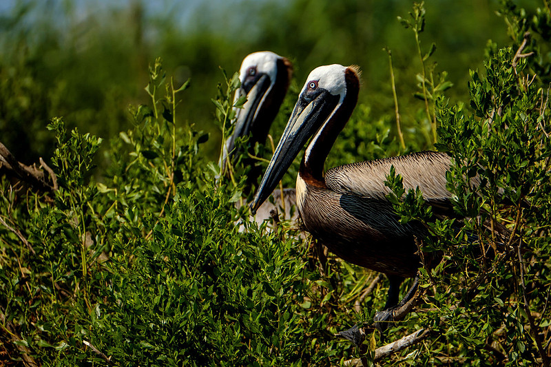 Brown Pelicans at Gaillard Island