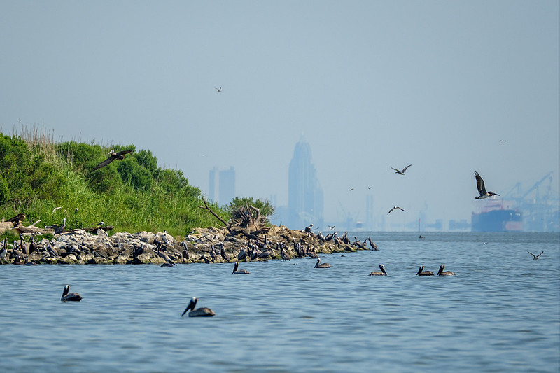 Brown Pelicans at Gaillard Island