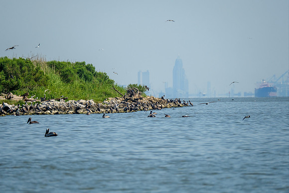 Brown Pelicans at Gaillard Island