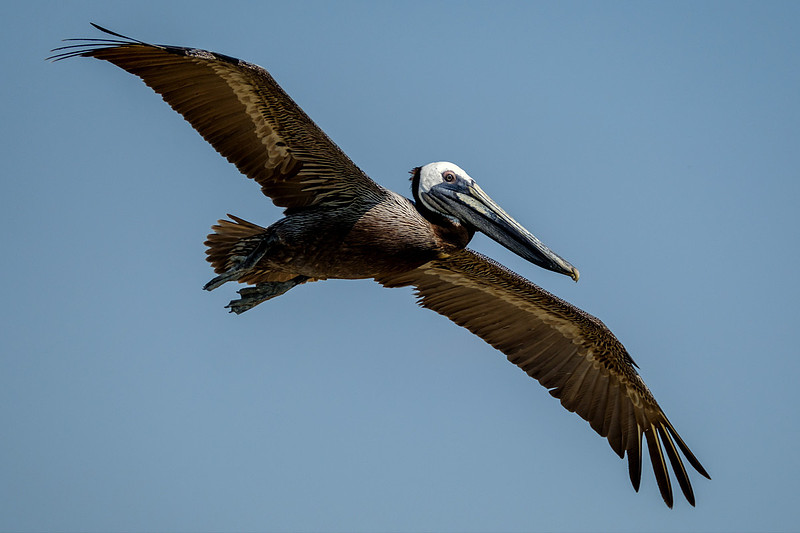 Brown Pelicans at Gaillard Island