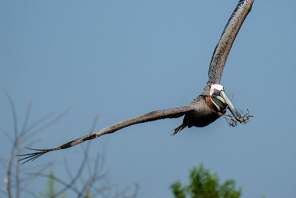 Brown Pelicans at Gaillard Island