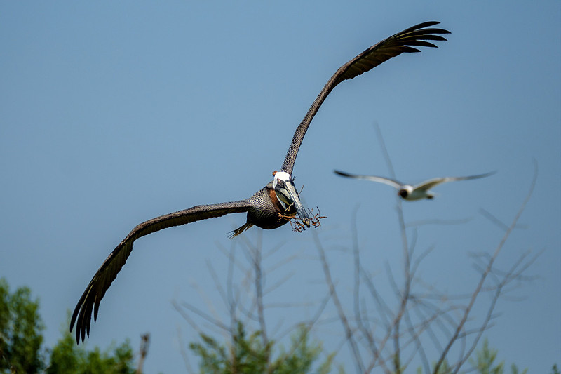 Brown Pelicans at Gaillard Island