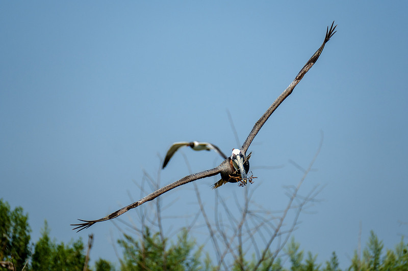 Brown Pelicans at Gaillard Island