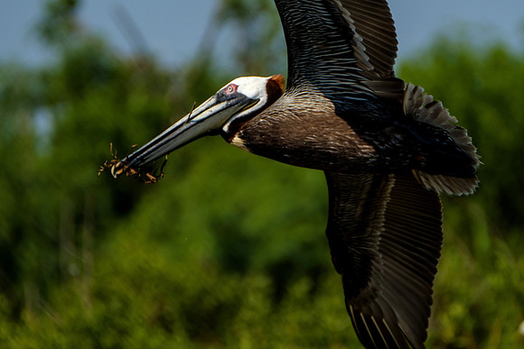 Brown Pelicans at Gaillard Island