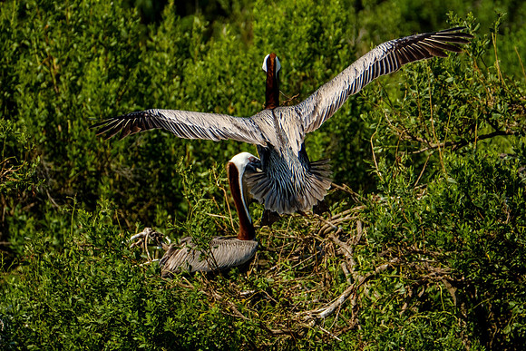Brown Pelicans at Gaillard Island