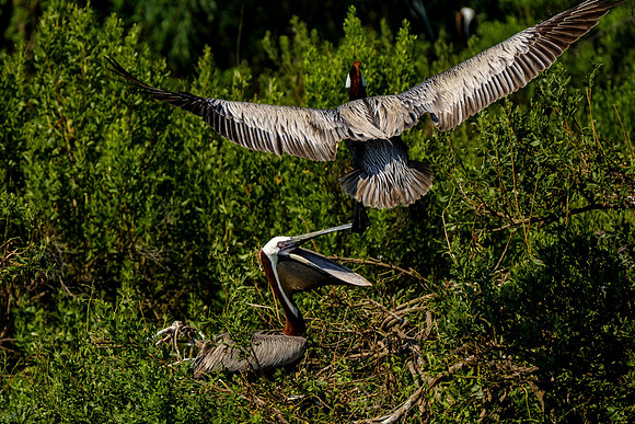 Brown Pelicans at Gaillard Island
