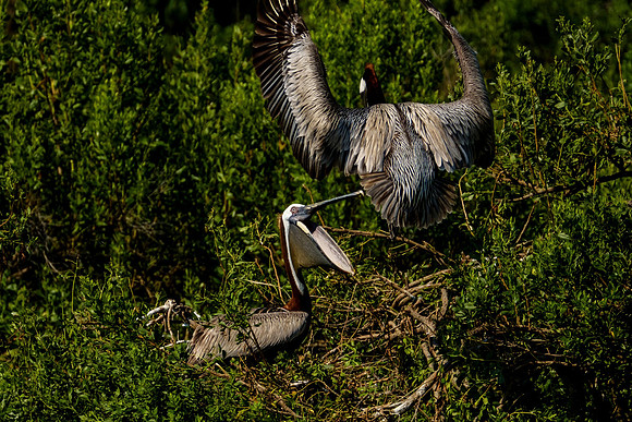 Brown Pelicans at Gaillard Island