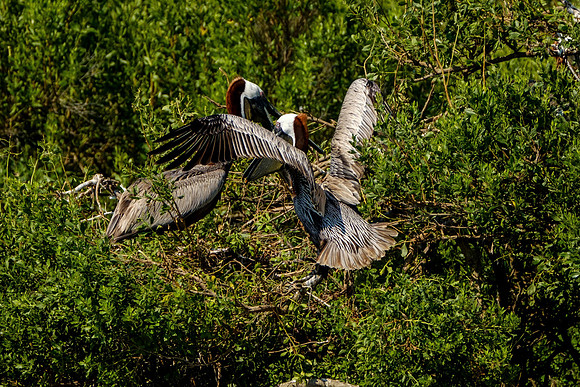 Brown Pelicans at Gaillard Island