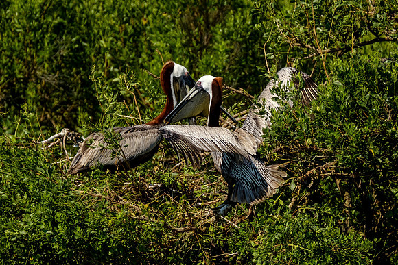 Brown Pelicans at Gaillard Island
