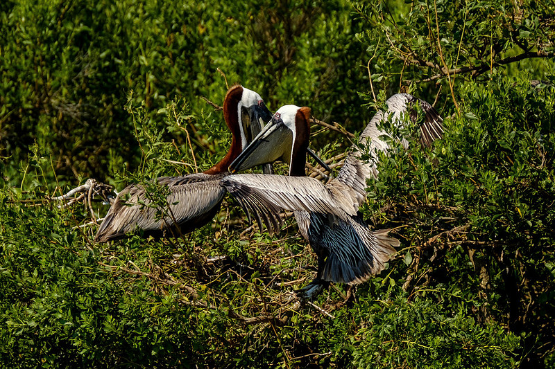 Brown Pelicans at Gaillard Island