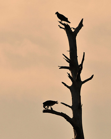 Osprey at Sunset