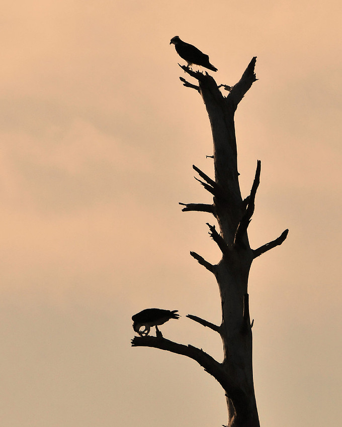 Osprey at Sunset