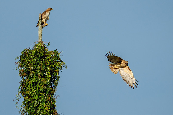Alabama Wildlife Photographer