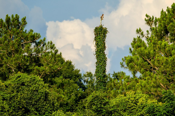 Gulf Shores Wildlife Photographer