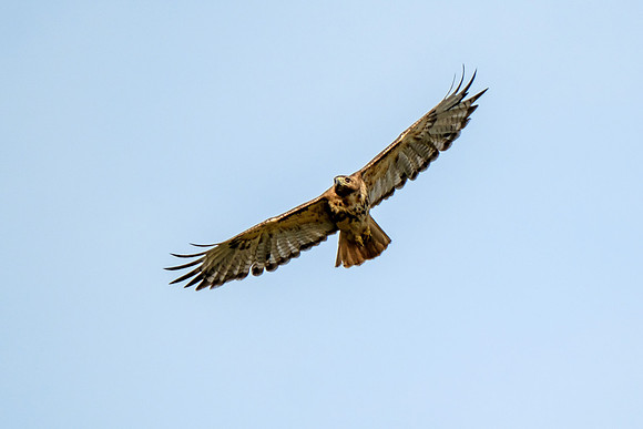 Gulf Shores Wildlife Photographer