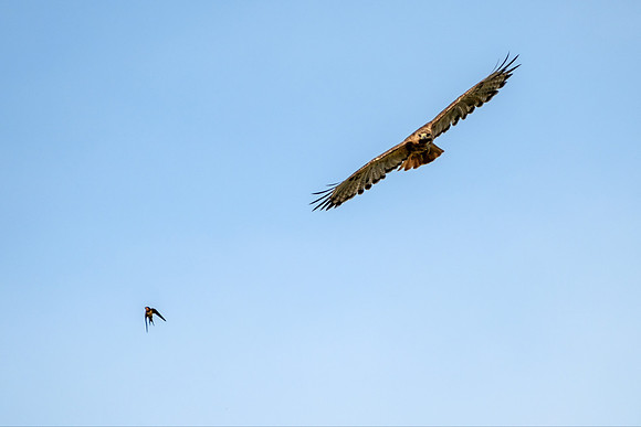 Gulf Shores Wildlife Photographer