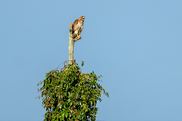Gulf Shores Wildlife Photographer