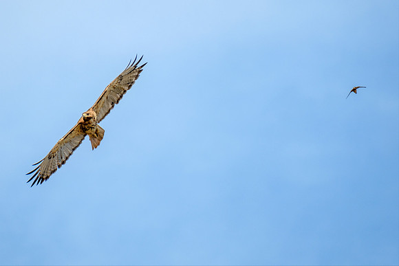 Gulf Shores Wildlife Photographer