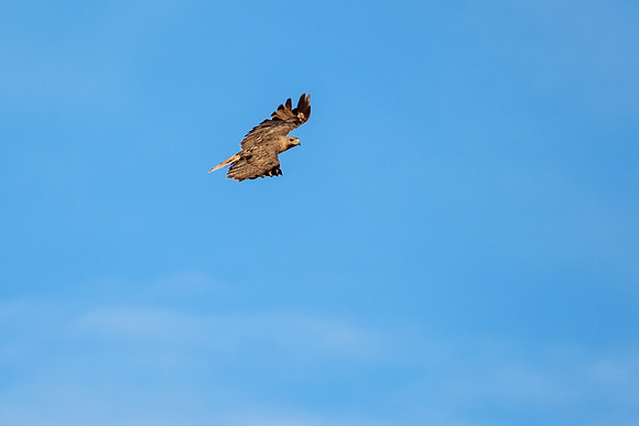 Gulf Shores Wildlife Photographer