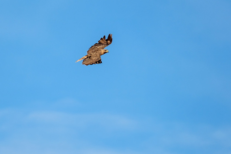 Gulf Shores Wildlife Photographer
