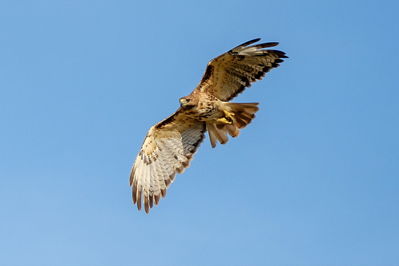 Gulf Shores Wildlife Photographer