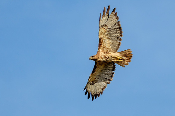Gulf Shores Wildlife Photographer