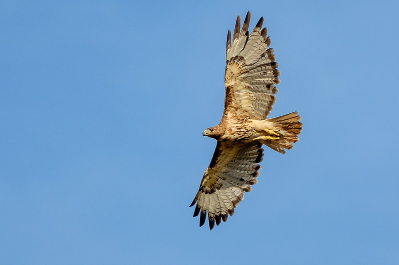 Gulf Shores Wildlife Photographer