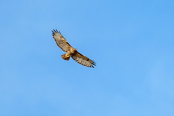 Gulf Shores Wildlife Photographer