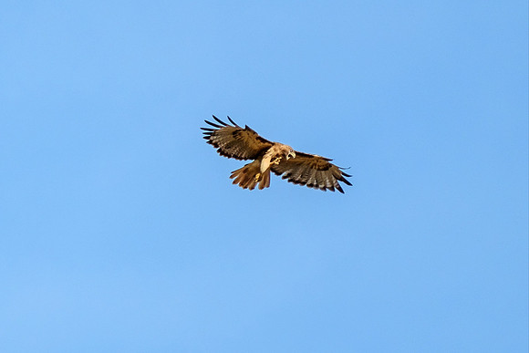 Gulf Shores Wildlife Photographer