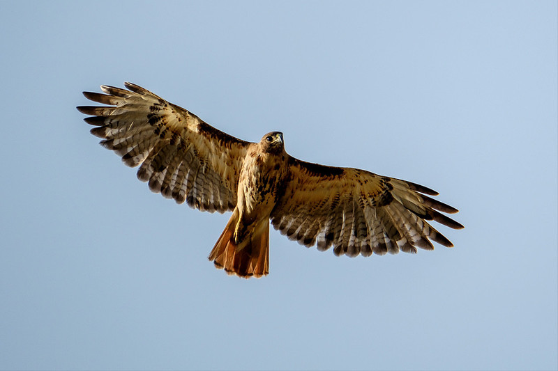 Gulf Shores Wildlife Photographer