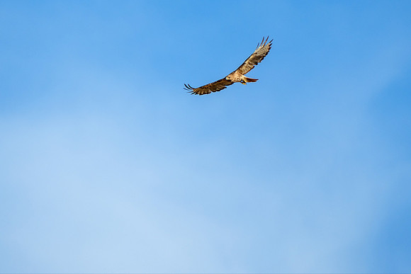 Gulf Shores Wildlife Photographer
