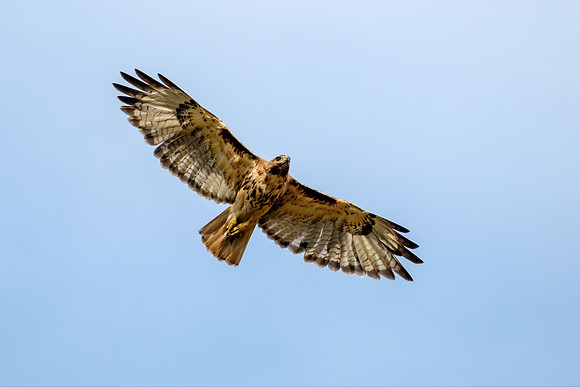 Gulf Shores Wildlife Photographer