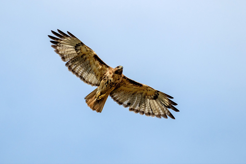Gulf Shores Wildlife Photographer