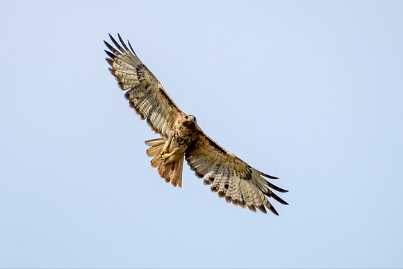 Gulf Shores Wildlife Photographer