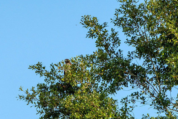 Gulf Shores Wildlife Photographer